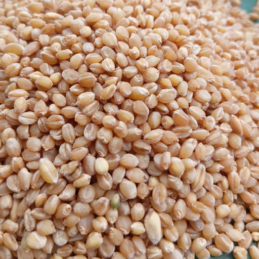 Organic Sona Moti Gehu - सोना मोती गेहूं-https://i-media.vyaparify.com/vcards/products/298147/product_1751367801_6863c079593c6.png Image