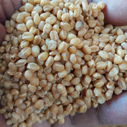 Organic Sona Moti Gehu - सोना मोती गेहूं-https://i-media.vyaparify.com/vcards/products/298148/product_1751367801_6863c079b5b03.png Image