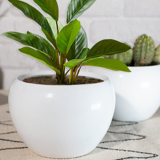  Enhance your indoor garden with our stylish 6' plants stand egg shape, MISTY TWENTY TWENTY H.NO- 02070225A BHAGWATI KUTI KATGHAR ROAD OPP SOURABH BOOK DEPO KATGHAR MEHBULLA GANJ MORADABAD 244001