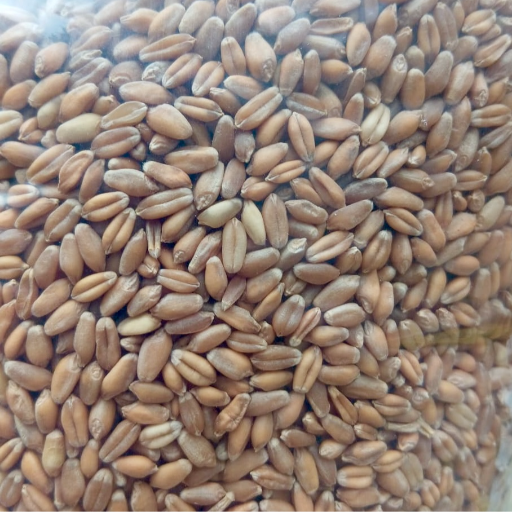 Organic Kathiya Gehu-Durum Wheat कठिया गेहूं-https://i-media.vyaparify.com/vcards/products/299443/product_1752833609_687a1e496b027.png Image