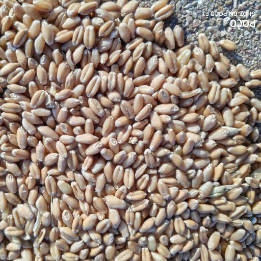 Organic Kathiya Gehu-Durum Wheat कठिया गेहूं-https://i-media.vyaparify.com/vcards/products/299444/product_1752833609_687a1e49aa3f8.png Image