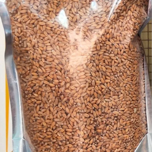 Organic Kathiya Gehu-Durum Wheat कठिया गेहूं-https://i-media.vyaparify.com/vcards/products/299445/product_1752833609_687a1e49f39c3.png Image