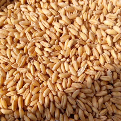 Bansi Wheat Whole (Naturally Grown)- बंसी गेहूं-https://i-media.vyaparify.com/vcards/products/299450/product_1752834185_687a20891e161.png Image