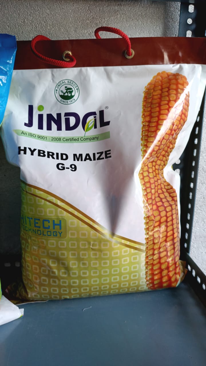 Jindal Hybrid Maize G-9 seeds | Thakur Krishi Sewa Kendra | Sarkhari Main Road Near Government School Jaisinagar Road Sagar