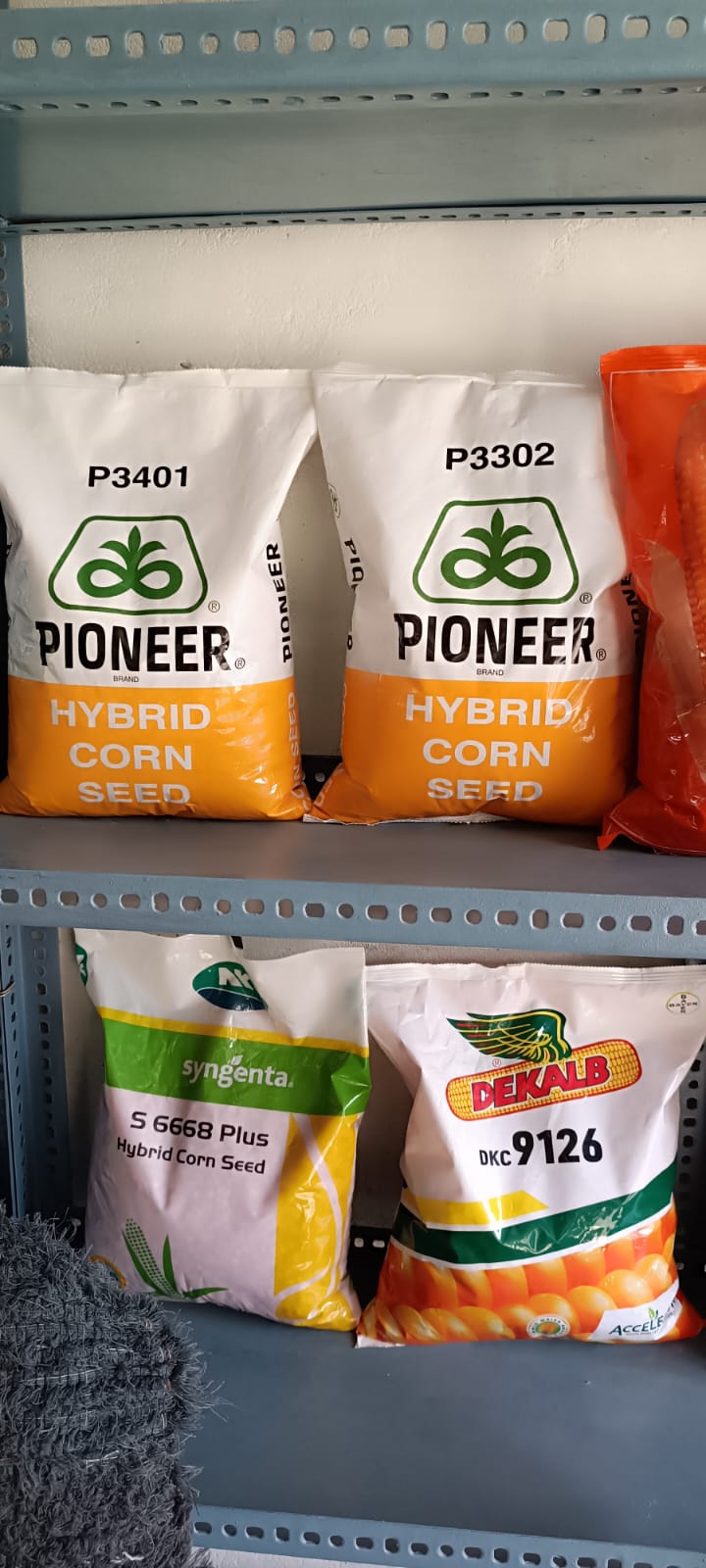 Pioneer Hybrid Corn Seeds-https://i-media.vyaparify.com/vcards/products/3015/Thakur-krishi-sewa-Kendra-corn-seeds.jpg Image