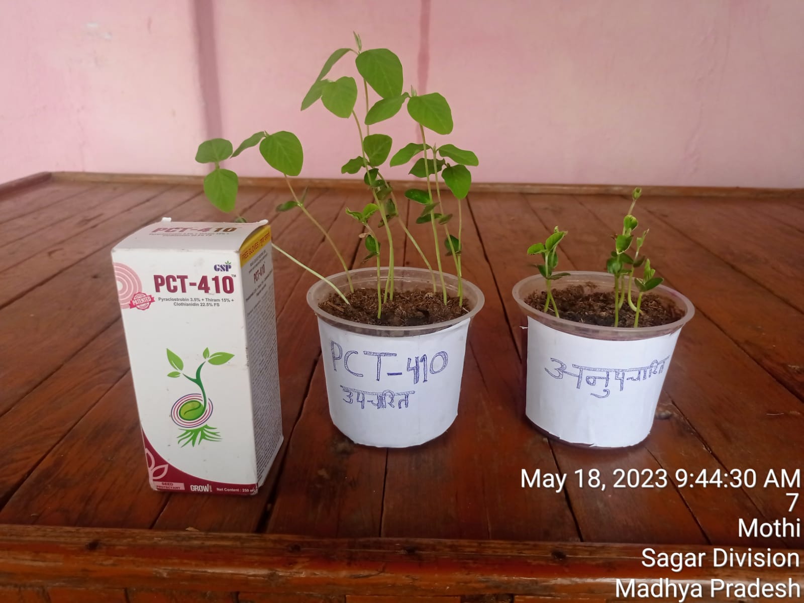 PCT - 410 Seeds Dawai | Thakur Krishi Sewa Kendra | Sarkhari Main Road Near Government School Jaisinagar Road Sagar