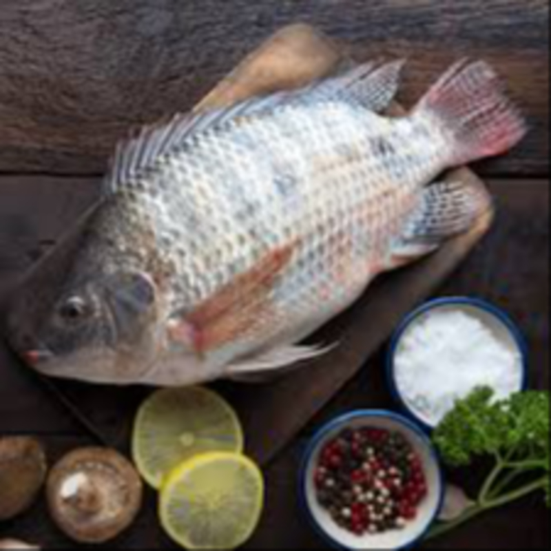 Tilapia – 100% Fresh & Hygienic-https://i-media.vyaparify.com/vcards/products/305940/product_1764318774_69295e367c627.jpeg Image