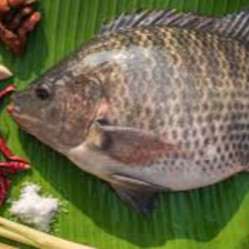 Tilapia – 100% Fresh & Hygienic-https://i-media.vyaparify.com/vcards/products/305941/product_1764318774_69295e36af10d.jpeg Image