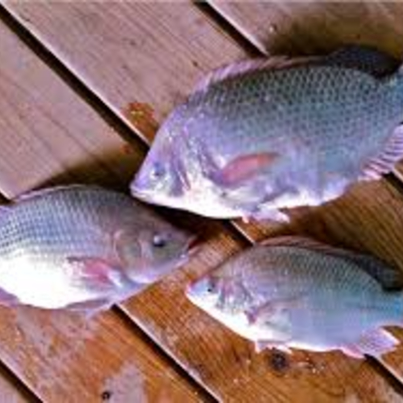 Tilapia – 100% Fresh & Hygienic-https://i-media.vyaparify.com/vcards/products/305942/product_1764318774_69295e36e9903.jpeg Image