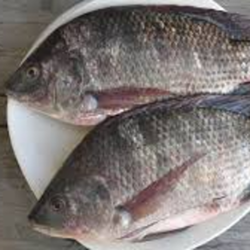 Tilapia – 100% Fresh & Hygienic-https://i-media.vyaparify.com/vcards/products/305944/product_1764318775_69295e3755741.jpeg Image