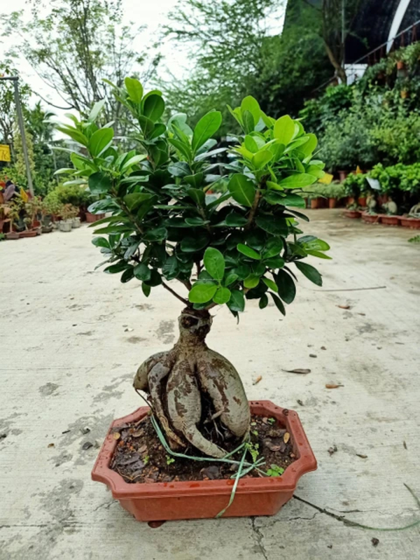 Ficus Bonsai plant Raja Kisan Narsery 