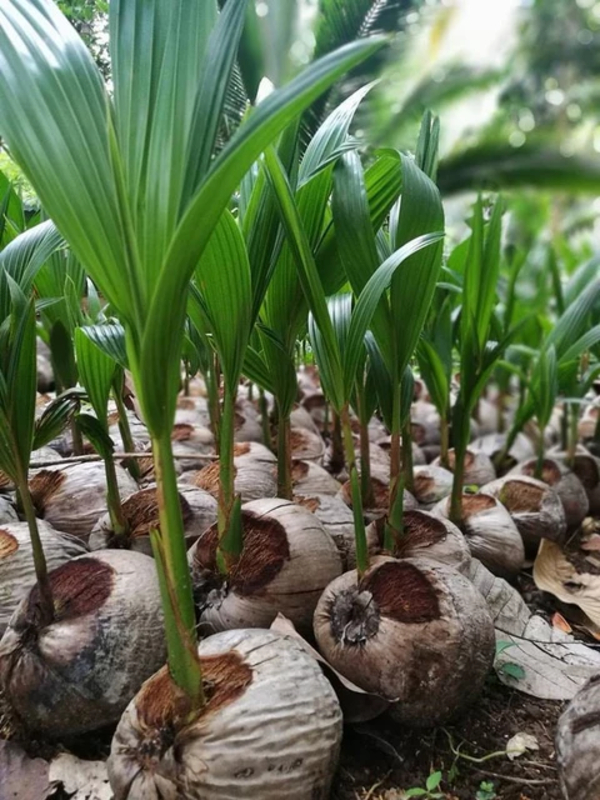 Coconut Plant Raja Kisan Narsery 