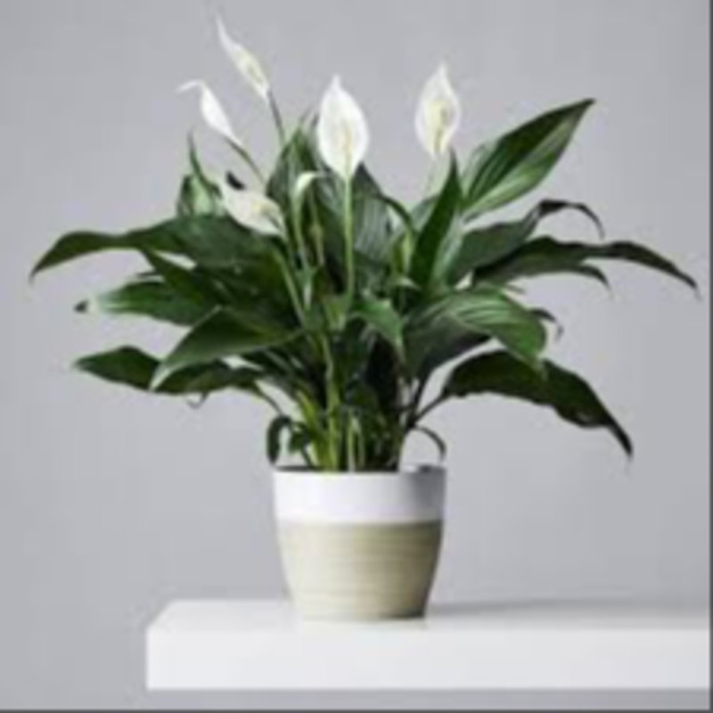 Peace Lily Air Purifying Indoor Plant Raja Kisan Narsery 
