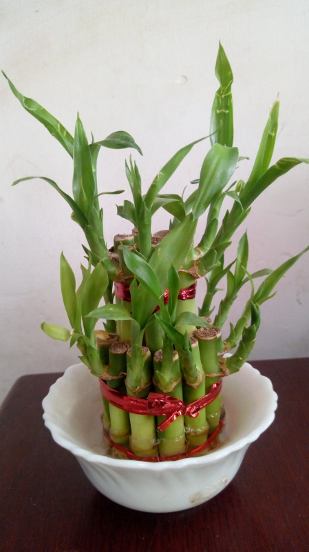Lucky Bamboo Plant-https://i-media.vyaparify.com/vcards/products/308619/product_1770186227_6982e5f35acd1.jpeg Image
