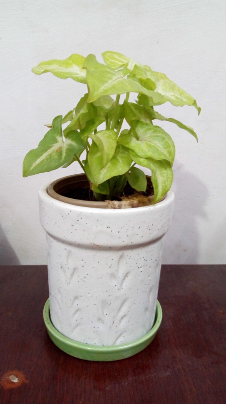  Syngonium Plant Flori 7 Kanchan Pushpa Complex, Ghod Bunder Road, Kavesar, Thane West Mumbai, Maharashtra, India 400617