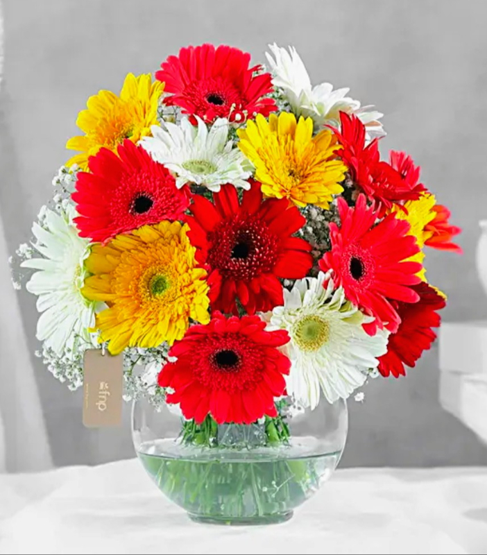  30 Gerberas in vase Flori 7 Kanchan Pushpa Complex, Ghod Bunder Road, Kavesar, Thane West Mumbai, Maharashtra, India 400617