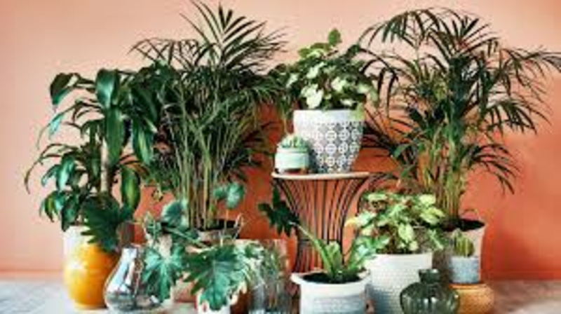Indoor all type plants Urban Gardener Vapi Urban Gardener Shraddha Residency, Plot No 24, Salvav Road, Rata, Vapi, Gujarat 396191, India
