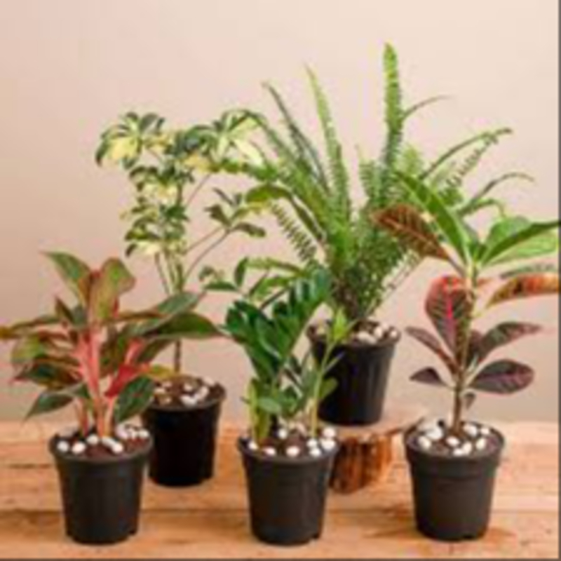 Outdoor plants for Home and garden Urban Gardener Vapi Urban Gardener Shraddha Residency, Plot No 24, Salvav Road, Rata, Vapi, Gujarat 396191, India