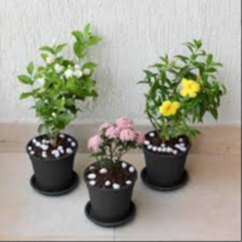 Indoor flower plant Urban Gardener Vapi Urban Gardener Shraddha Residency, Plot No 24, Salvav Road, Rata, Vapi, Gujarat 396191, India