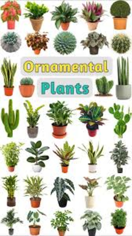 Ornamental plants Urban Gardener Vapi Urban Gardener Shraddha Residency, Plot No 24, Salvav Road, Rata, Vapi, Gujarat 396191, India