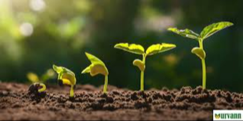 Seeds & sapling Urban Gardener Vapi Urban Gardener Shraddha Residency, Plot No 24, Salvav Road, Rata, Vapi, Gujarat 396191, India