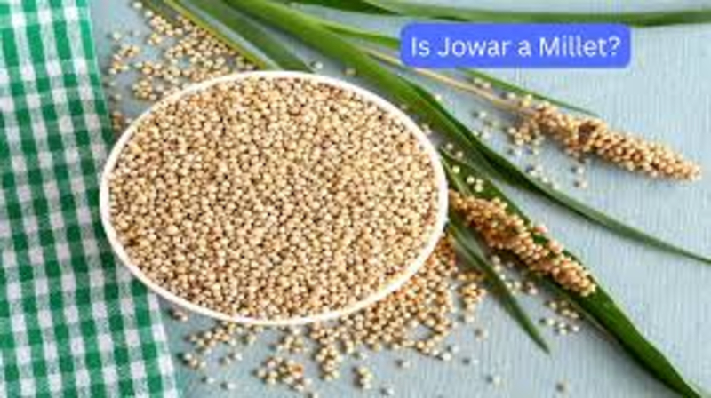 Jowar Samyak Seeds And Agrotech Jabalpur, Madhya Pradesh 482001, India