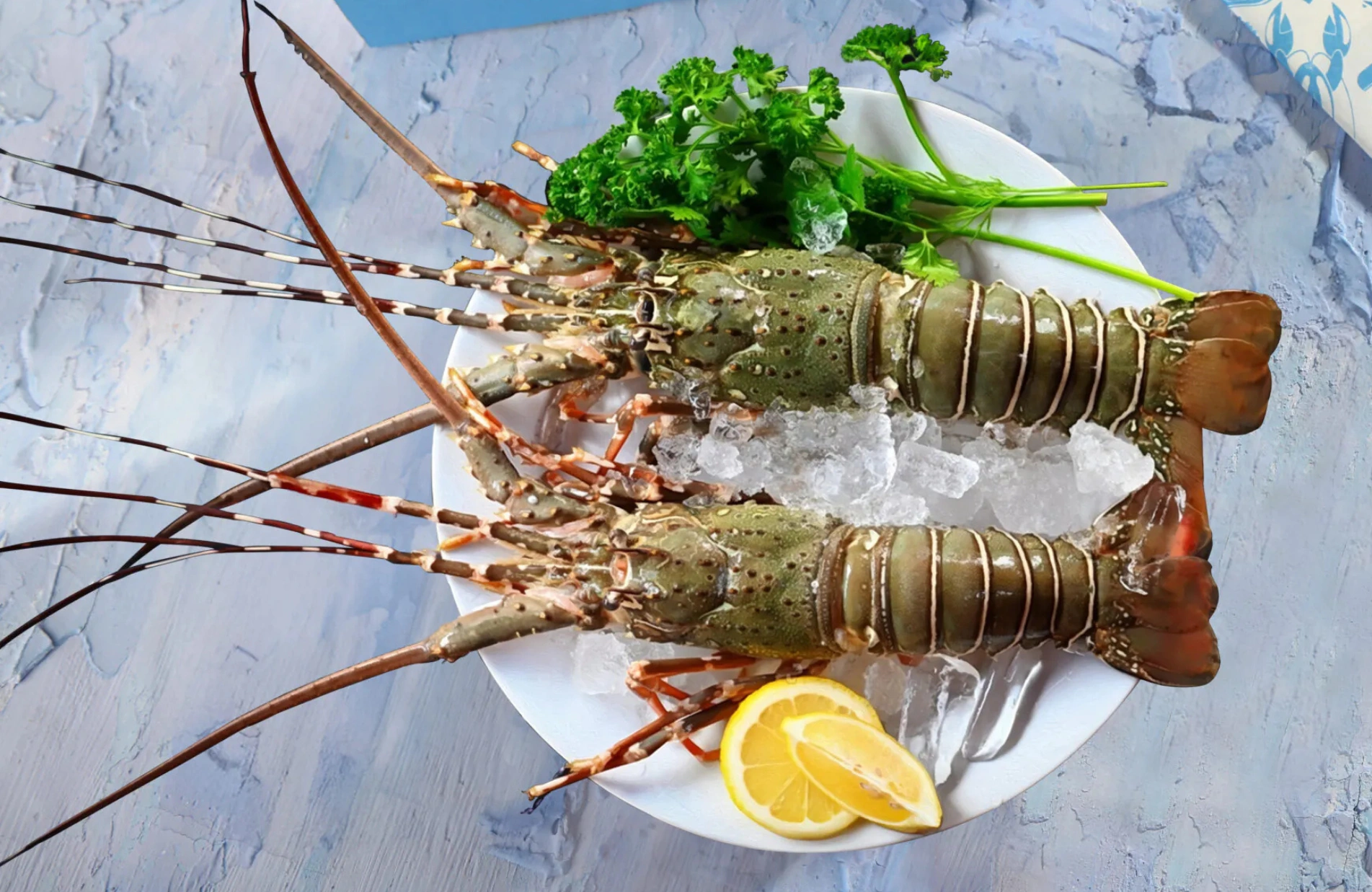 Lobster - Wild Rock | Premium Seafood VK TRADERS 89, Egmore High Road, Egmore