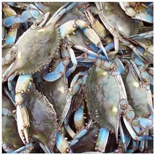 Blue Crab wholesale