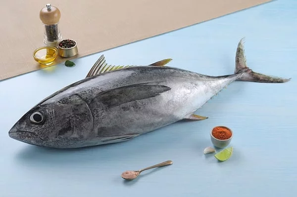 Fresh Tuna (Soorai) Fish Wholesaler
