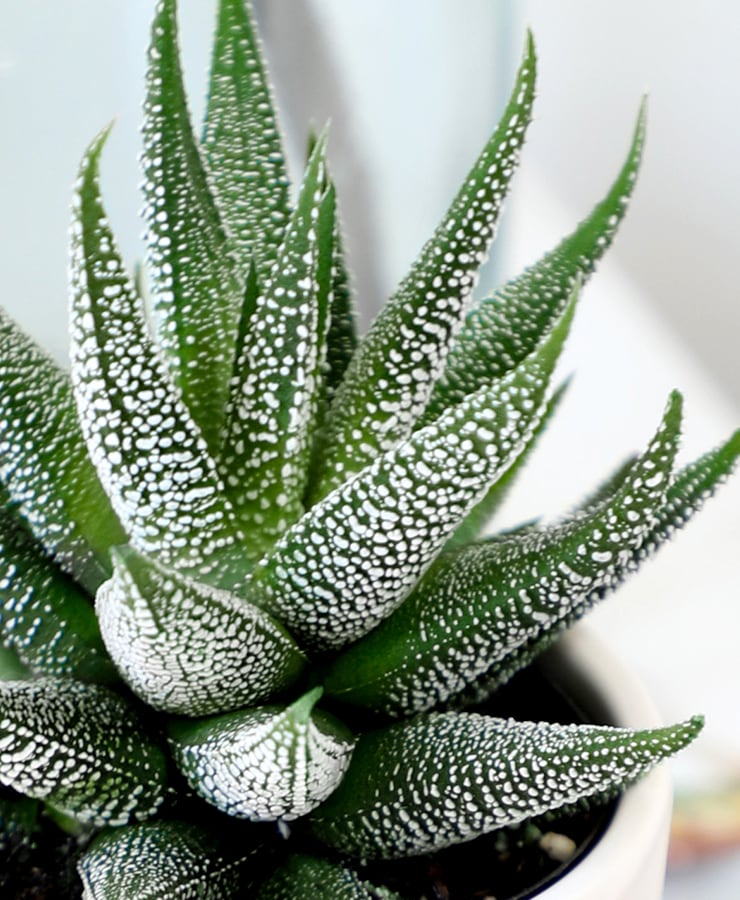 Discover Specialty Plants at Mahalaxmi Nursery-https://i-media.vyaparify.com/vcards/products/31593/Discover-Specialty-Plants-at-Mahalaxmi-Nursery.jpg Image