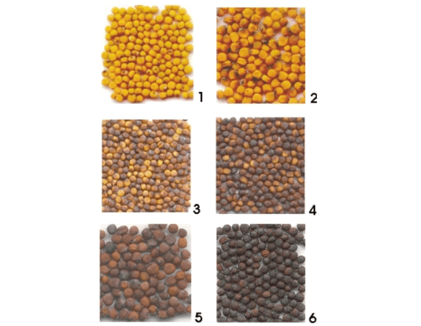 Wide Range of Seeds at Mahalaxmi Nursery-https://i-media.vyaparify.com/vcards/products/31594/Seeds-available-in-all-sizes.png Image