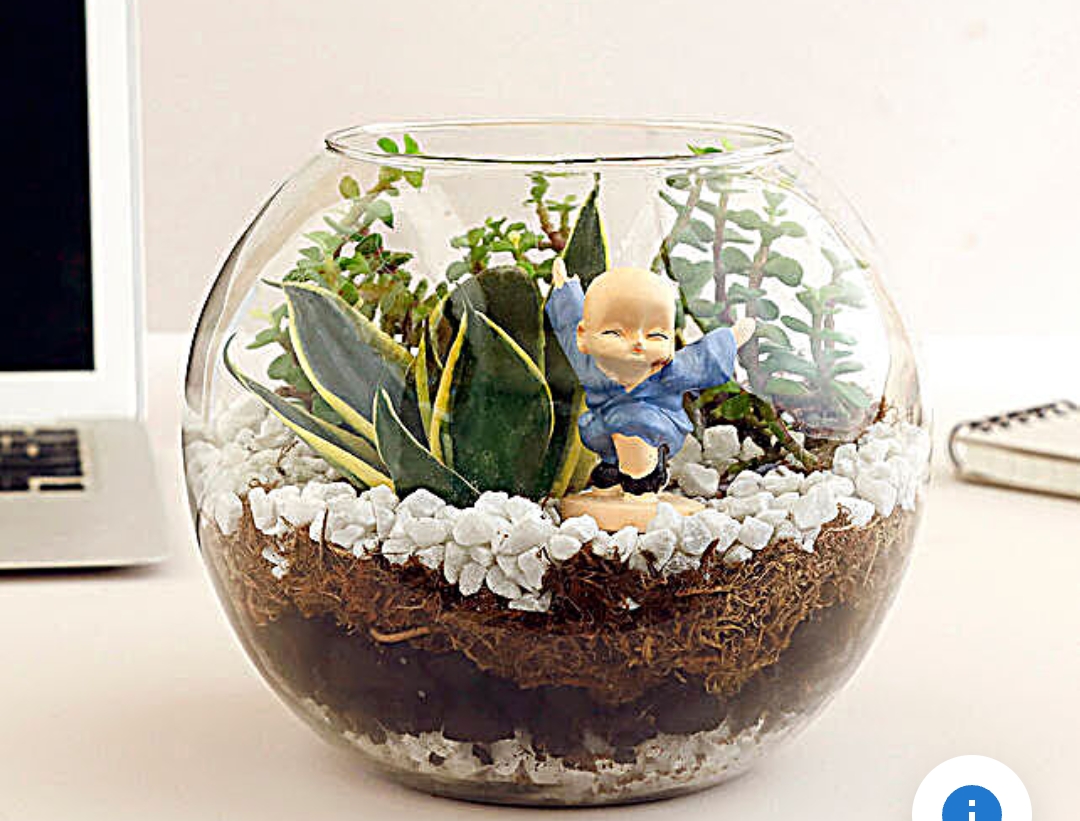 Live Plant Terrarium Gift-https://i-media.vyaparify.com/vcards/products/33399/Screenshot_2023-09-13-17-09-47-28_40deb401b9ffe8e1df2f1cc5ba480b12.jpg Image