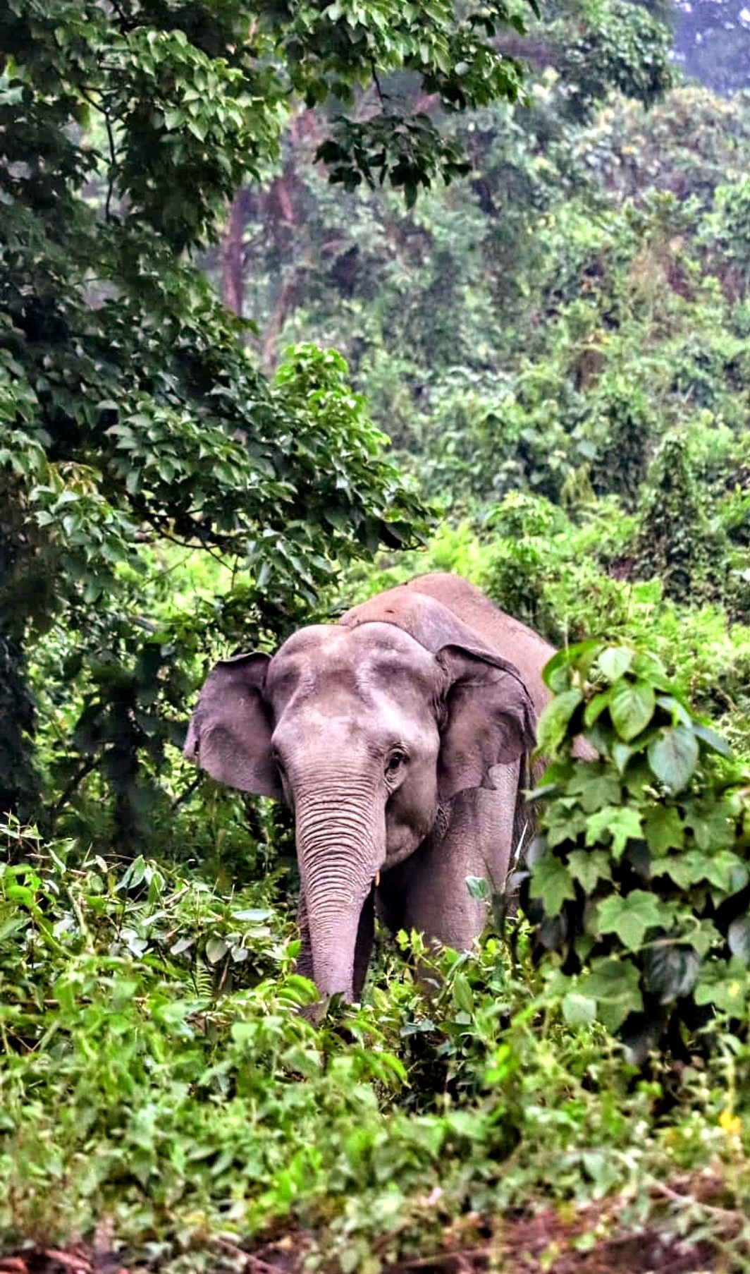 Alpine Chilapata Homestay-https://i-media.vyaparify.com/vcards/products/36957/1000082020.jpg Image