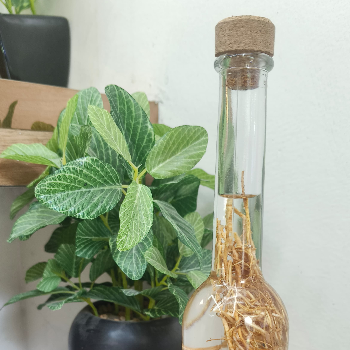 Moroccon Hair Serum hand made-https://i-media.vyaparify.com/vcards/products/53114/product_1720773685.png Image