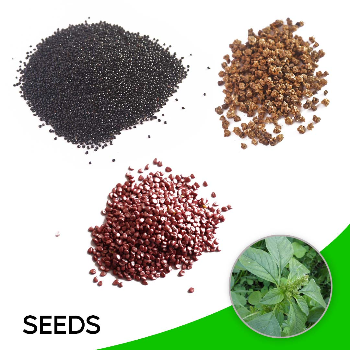 Seed Sales-https://i-media.vyaparify.com/vcards/products/56830/product_1722342669.png Image