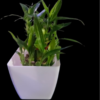 2 Layer Lucky Bamboo Plant-https://i-media.vyaparify.com/vcards/products/60030/product_1724152059.png Image