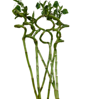 2 feet spiral Lucky Bamboo plant-https://i-media.vyaparify.com/vcards/products/70025/product_1727933232.png Image