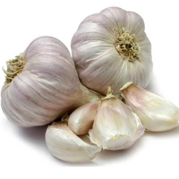 garlic HNS Exim Pvt Ltd 