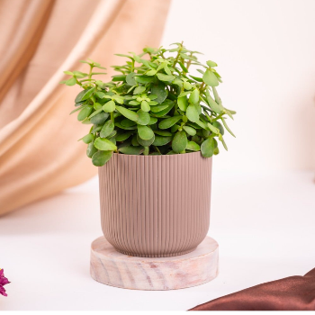 Fengshui jade plant-https://i-media.vyaparify.com/vcards/products/95457/product_1733342394.png Image