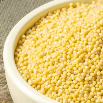 Organic Foxtail Millet (Bajra) Organicowls Narayan Aura, Opp, Sun Pharma Road, Atladra, Vadodara-390012