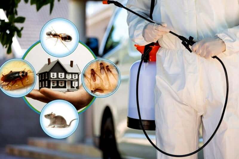 Pest Control Services | Rajveer Facility Management Services | Shop No 9 Near Bhairavnath Temple, Mohammadwadi, Hadqpsar Pune 411060