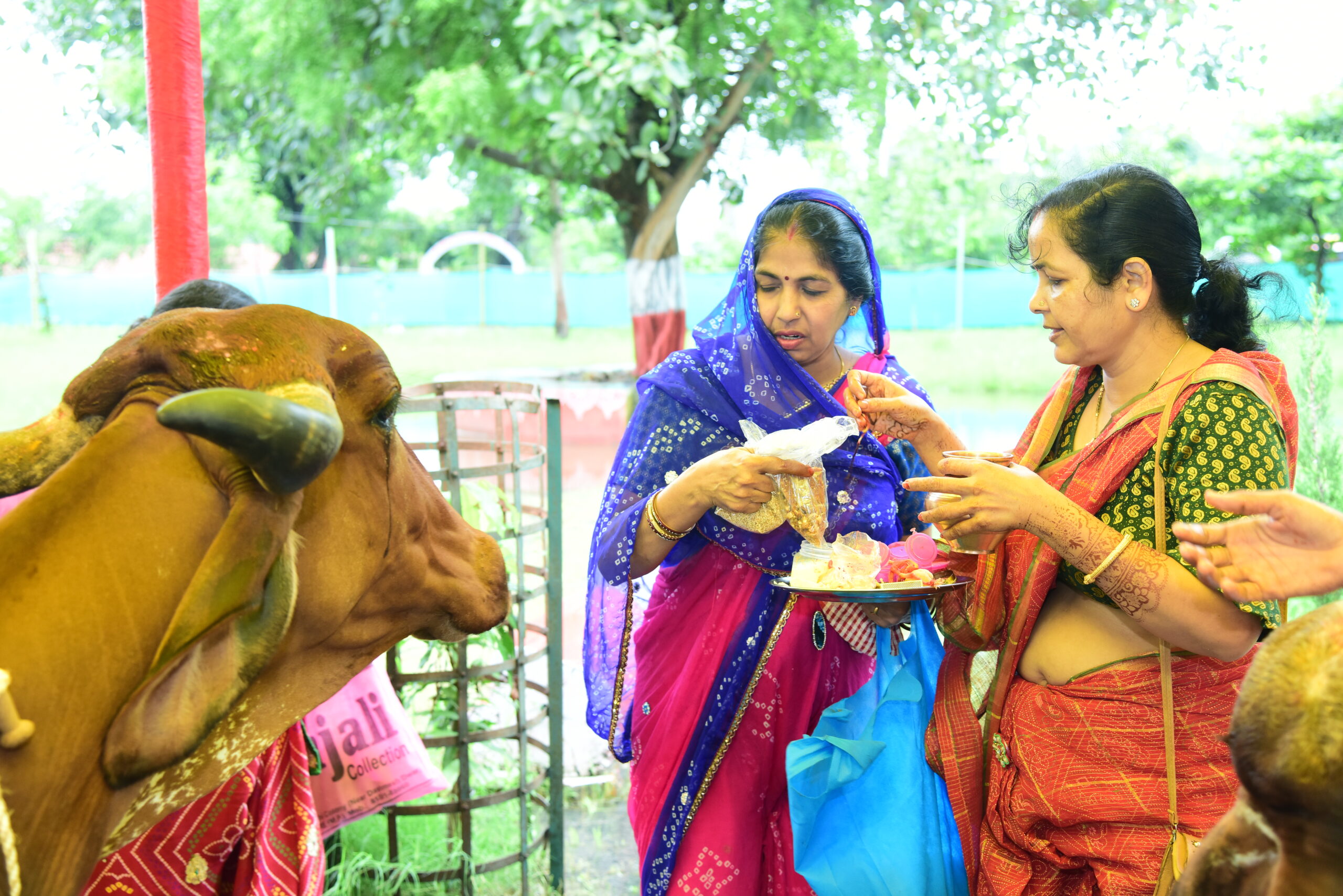 पशु कल्याण को बढ़ावा देना | Ahilyamata Guashala Indore | 81, Babu Lalchand Chajlani Rd, Lokmanya Nagar, Indore, Madhya Pradesh 452009, India