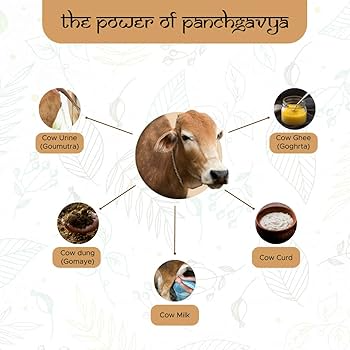 Panchagavya Therapy | SHIVANJALI ACCUPUNTURE & NATUROPATHY CLINIC | 106, Dhayari Phata Over Bridge, Wadgaon Budruk, Narhe, Pune, Maharashtra 411041, India