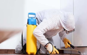 Goldnix Treatment | MG Pest Management Services | House No 200, MG Pest Defence & Housekeeping Services, Mazumdar Lane, Near Nav Graha Shanti Mandir, Near Shanivar Wada, Dattwadi, Shobhapur, Kasba Peth, Pune, Maharashtra 411011