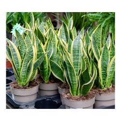 Plant Sales in India — Rahul prajapati Rahul Prajapati Satwash Main Road