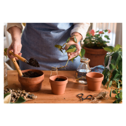 Plant Propagation in India — Rahul prajapati Rahul Prajapati Satwash Main Road