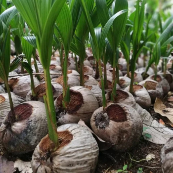 Wholesale Plant Nursery in Saharanpur | Best Plant Nursery In Saharanpur | Saharanpur, Uttar Pradesh