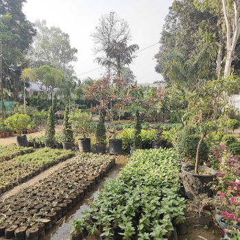 Fruit Plant Nursery in Saharanpur | Best Plant Nursery In Saharanpur | Saharanpur, Uttar Pradesh