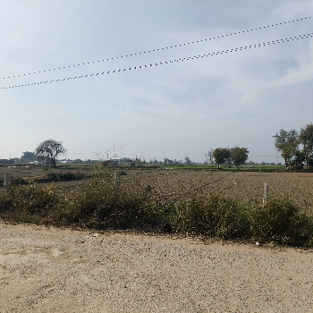 122 बीघा जमीन मेहरावल में बिकाऊ है ! Shree Shyam Reality 2,Vrindavan Vihar,Ramghat Road,Aligarh, Uttar Pradesh 202001, India