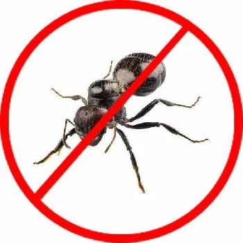 Ant Control BUGMAN | Pest Control Services Adipur, Gandhidham - Kutch ORH, 158, Sadhu Vaswani Nagar, Ward 4B, Adipur, Gandhidham, Gujarat 370205